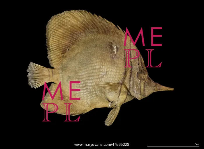 : Chelmon marginalis, margined coralfish : Chelmon marginalis, margined coralfish