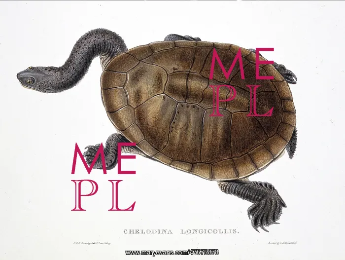 : Chelodina longicollis, eastern long-necked turtle : Chelodina longicollis, eastern long-necked turtle