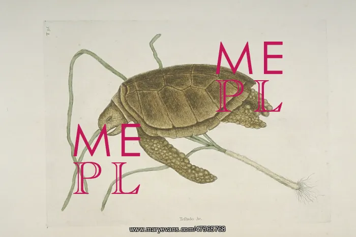 : Chelonia mydas, green turtle : Chelonia mydas, green turtle