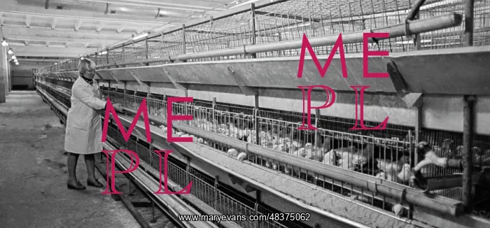 : Chelyabinsk Poultry Farm : Chelyabinsk Poultry Farm