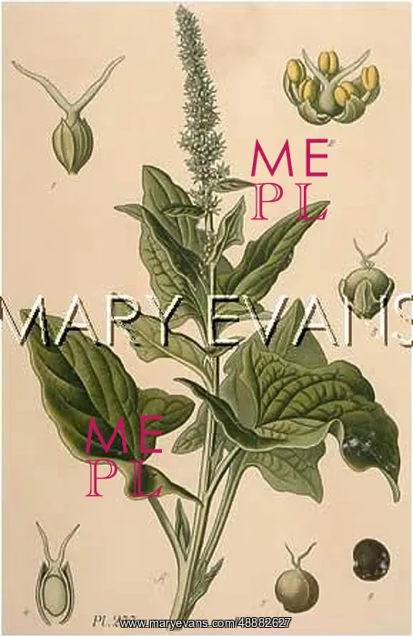  : CHENOPODIUM BONUS-HENRI