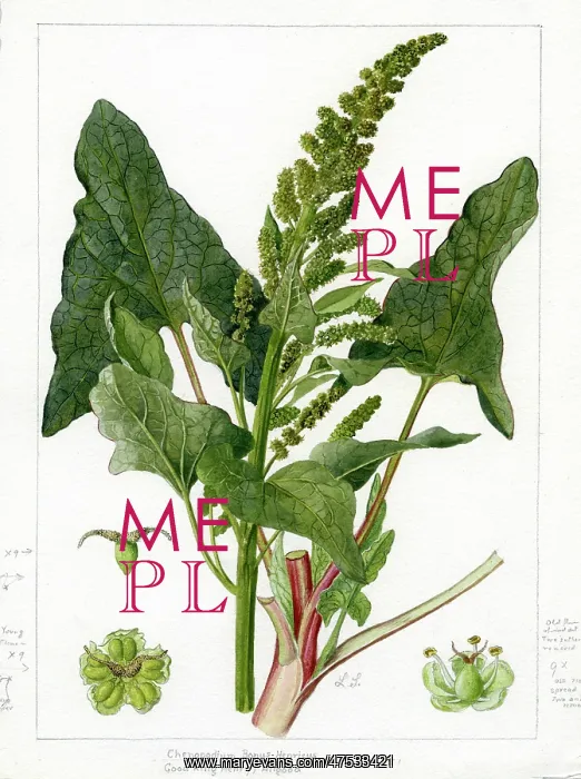 : Chenopodium bonus-henricus - goosefoot : Chenopodium bonus-henricus - goosefoot