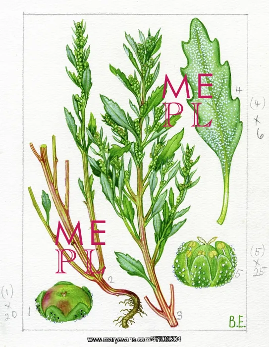 : Chenopodium glaucum - oak-leaved goosefoot : Chenopodium glaucum - oak-leaved goosefoot