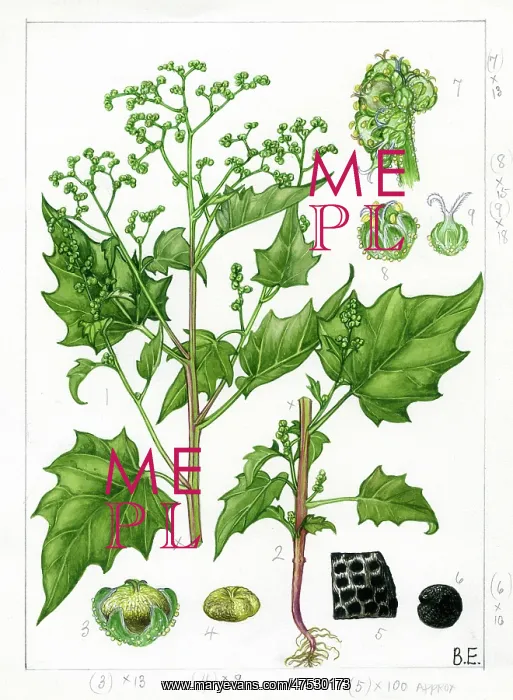 : Chenopodium hybridum - goosefoot : Chenopodium hybridum - goosefoot