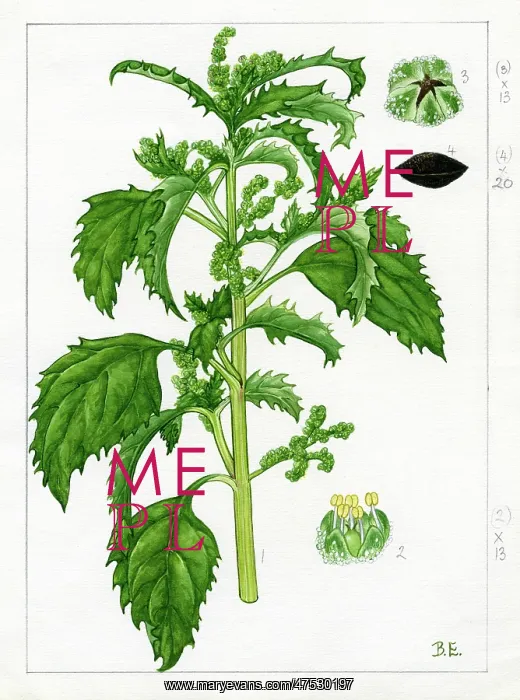 : Chenopodium murale - nettle-leaved goosefoot : Chenopodium murale - nettle-leaved goosefoot