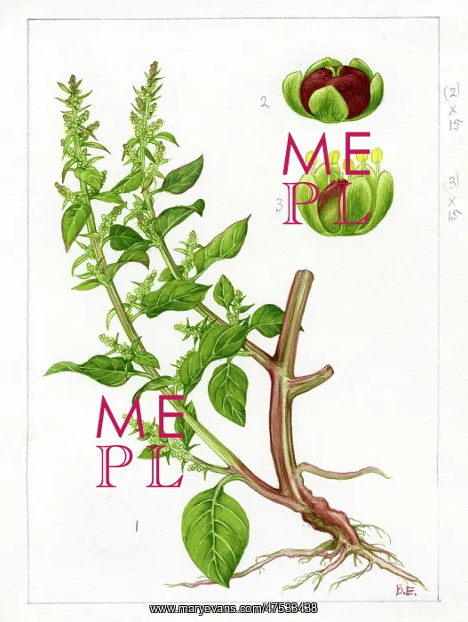 : Chenopodium polyspermum - goosefoot : Chenopodium polyspermum - goosefoot