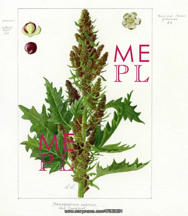 : Chenopodium rubrum - red goosefoot : Chenopodium rubrum - red goosefoot