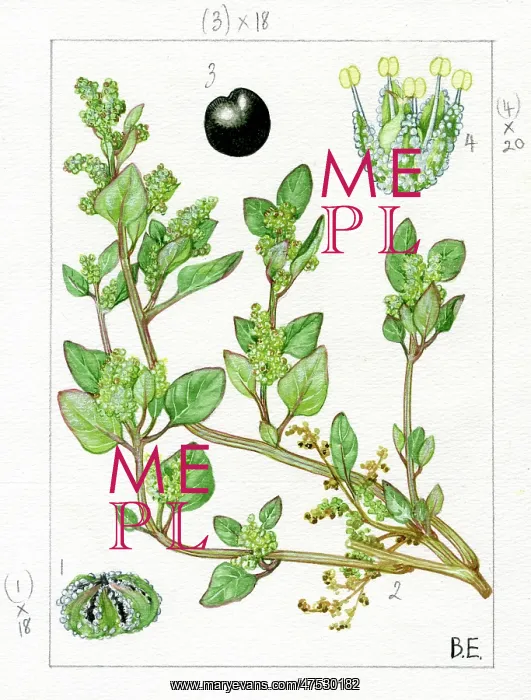 : Chenopodium vulvaria - stinking goosefoot : Chenopodium vulvaria - stinking goosefoot