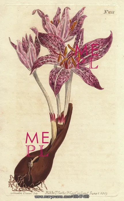 : Chequer-flowered meadow saffron, Colchicum variegatum : Chequer-flowered meadow saffron, Colchicum variegatum