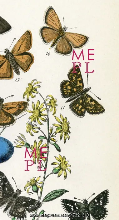  : CHEQUERED SKIPPER 2