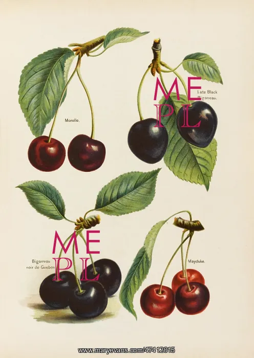 : CHERRIES. Morello Late Black Bigarreau Bigarreau Noir de Gueben Mayduke : CHERRIES. Morello Late Black Bigarreau Bigarreau Noir de Gueben Mayduke