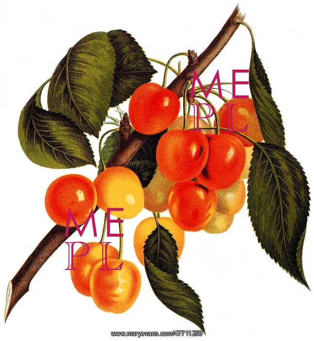  : Cherries