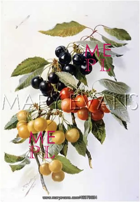 : CHERRIES / GDNRS ASSISTANT : CHERRIES / GDNRS ASSISTANT