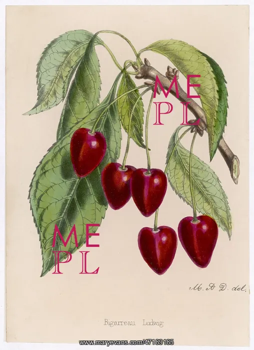  : CHERRY / BIGARREAU LUDWIG