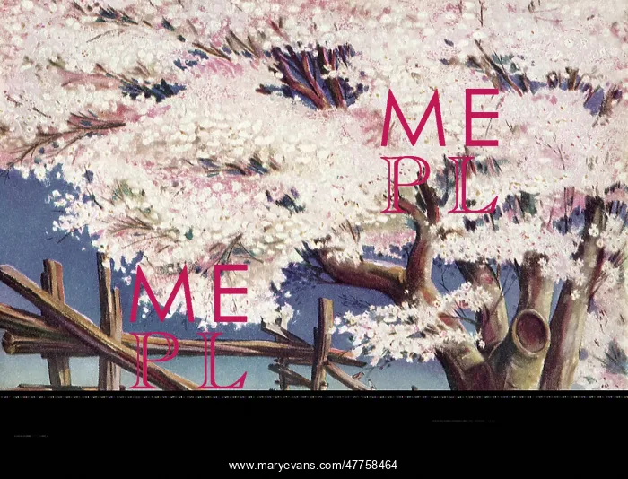  : Cherry Blossom