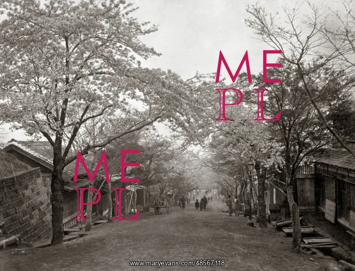 : Cherry Blossom lining a sloping street, Japan, circa 1880s : Cherry Blossom lining a sloping street, Japan, circa 1880s