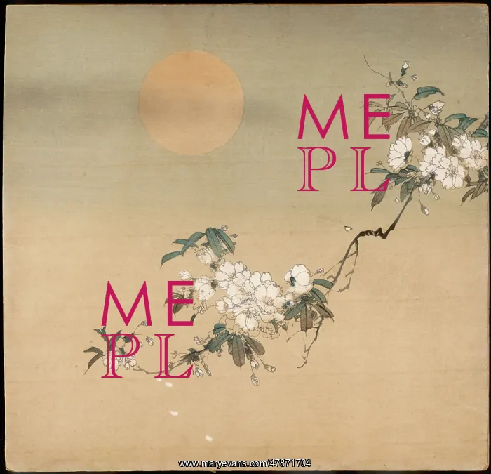 : Cherry blossom in the pale sunlight : Cherry blossom in the pale sunlight