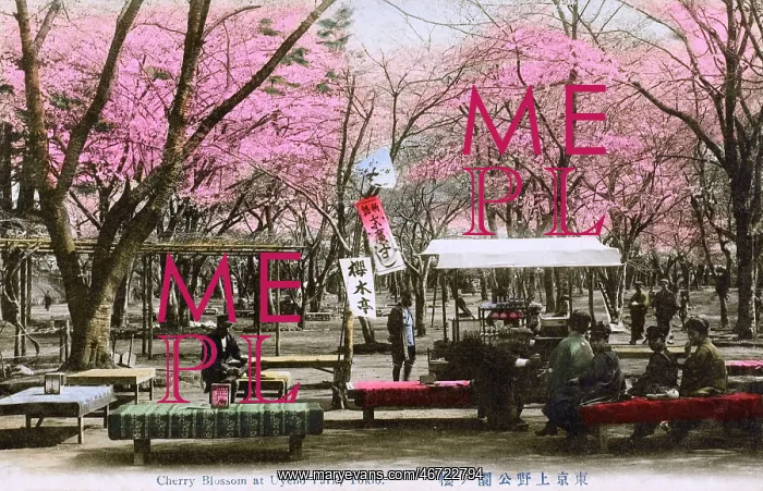 : Cherry Blossom and refreshments in Ueno Park, Tokyo, Japan : Cherry Blossom and refreshments in Ueno Park, Tokyo, Japan