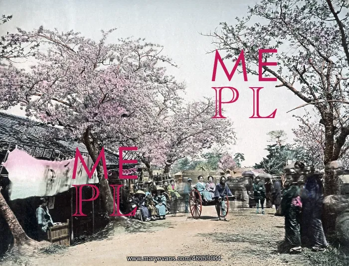  : Cherry blossom and rickshaws, Japan, circa 1890