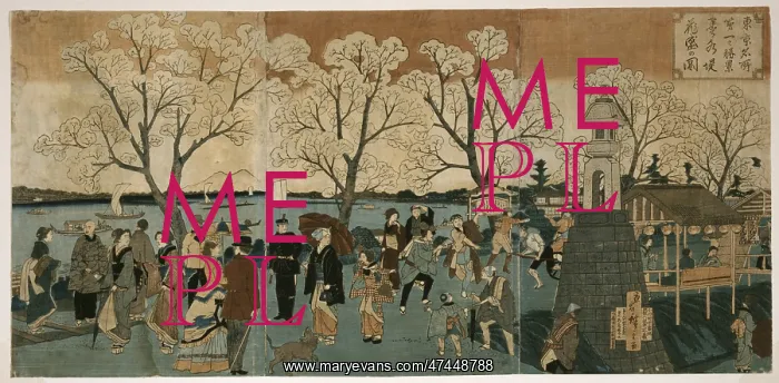 : Cherry blossoms in full bloom along Sumida River : Cherry blossoms in full bloom along Sumida River