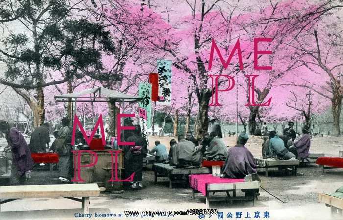 : Cherry Blossoms at Ueno Park, Tokyo : Cherry Blossoms at Ueno Park, Tokyo