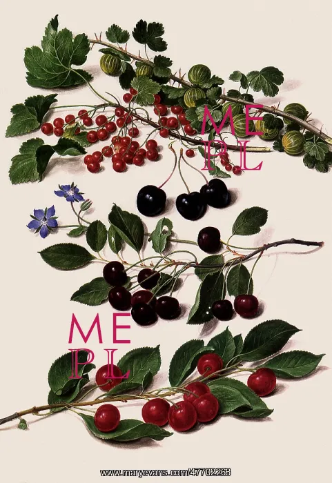  : Cherry Botanical