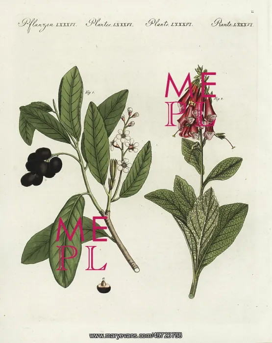 : Cherry laurel and foxglove : Cherry laurel and foxglove