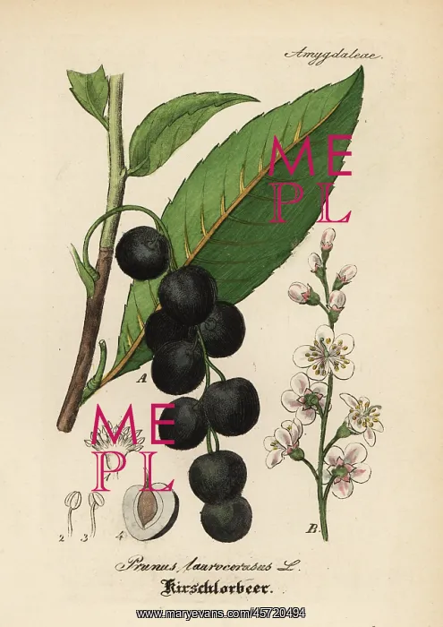 : Cherry laurel, Prunus laurocerasus