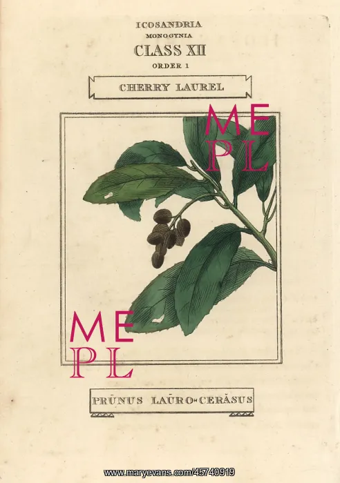 : Cherry laurel, Prunus laurocerasus : Cherry laurel, Prunus laurocerasus