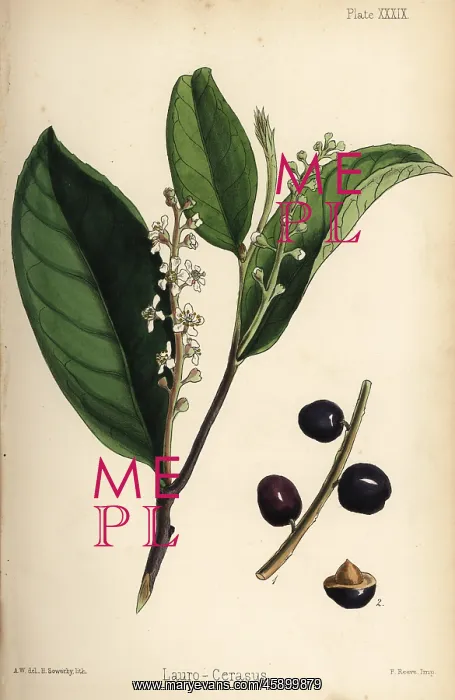 : Cherry laurel, Prunus laurocerasus : Cherry laurel, Prunus laurocerasus