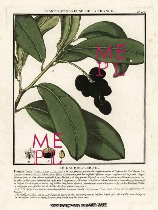 : Cherry laurel, Prunus laurocerasus : Cherry laurel, Prunus laurocerasus