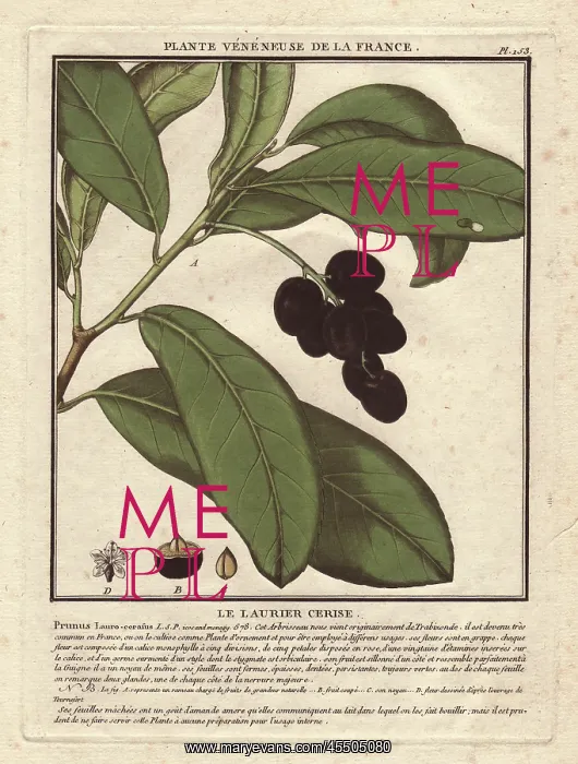 : Cherry laurel tree, Prunus laurocerasus, with : Cherry laurel tree, Prunus laurocerasus, with