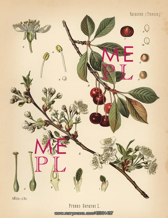 : Cherry tree, Prunus cerasus : Cherry tree, Prunus cerasus