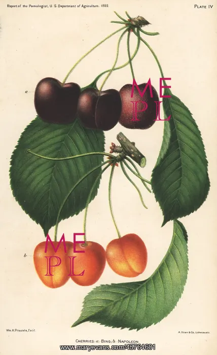 : Cherry varieties, Bing and Napoleon, Prunus avium : Cherry varieties, Bing and Napoleon, Prunus avium