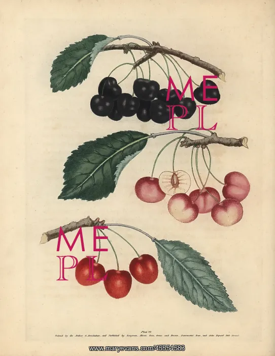 : Cherry varieties, Prunus avium : Cherry varieties, Prunus avium
