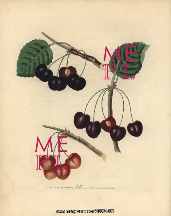 : Cherry varieties, Prunus avium : Cherry varieties, Prunus avium