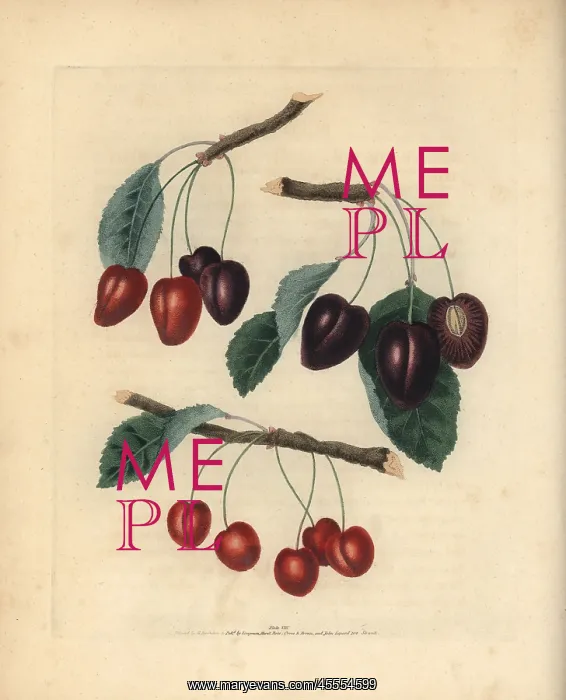 : Cherry varieties, Prunus avium : Cherry varieties, Prunus avium