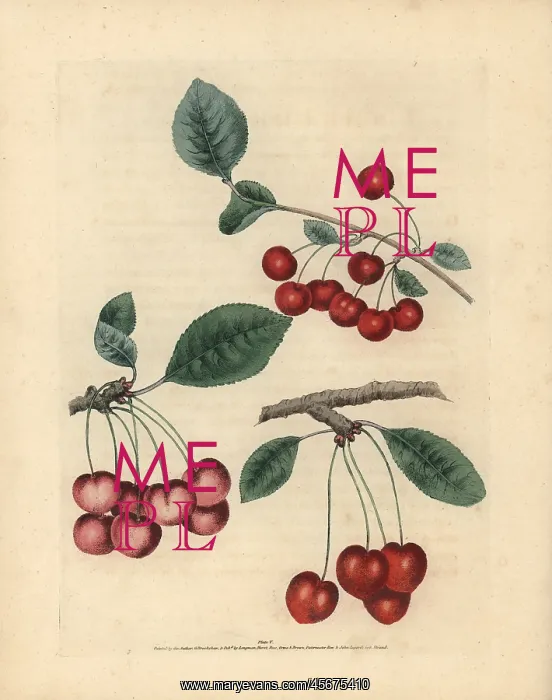 : Cherry varieties, Prunus avium : Cherry varieties, Prunus avium