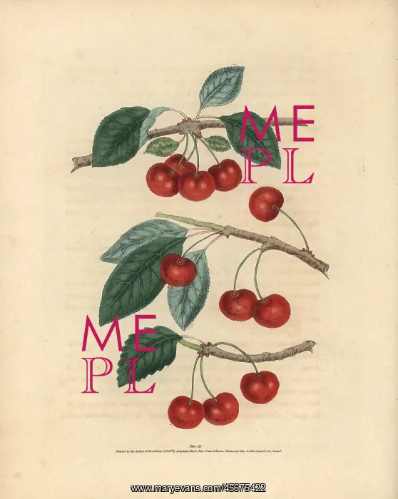 : Cherry varieties, Prunus avium : Cherry varieties, Prunus avium