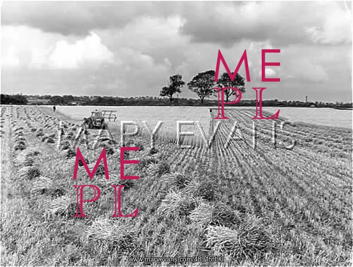 : CHESHIRE HARVEST : CHESHIRE HARVEST