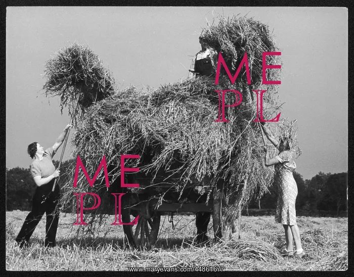 : CHESHIRE OAT HARVEST : CHESHIRE OAT HARVEST