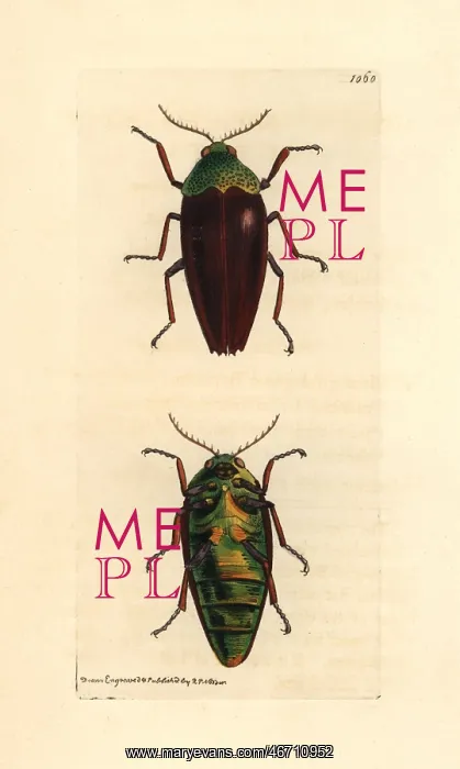 : Chesnut shelled Indian buprestis, Buprestis chrysis : Chesnut shelled Indian buprestis, Buprestis chrysis