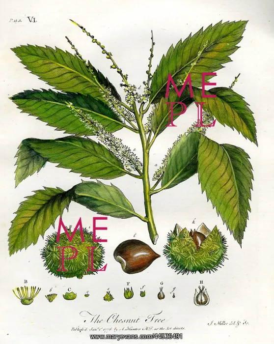  : Chesnut Tree