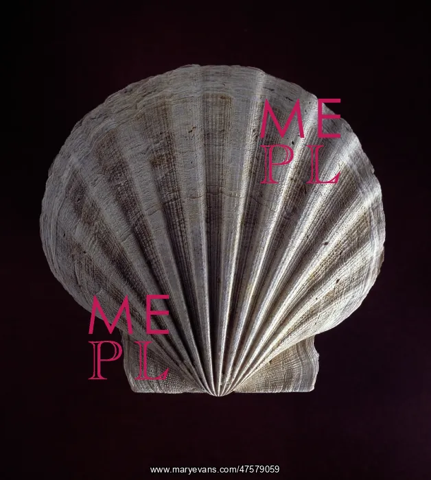 : Chespecten jeffersonius, scallop : Chespecten jeffersonius, scallop