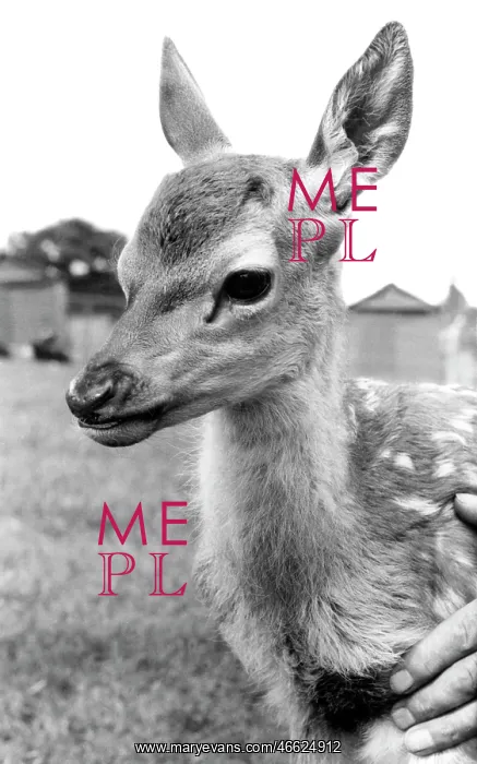  : Chessington, Baby Deer c1965