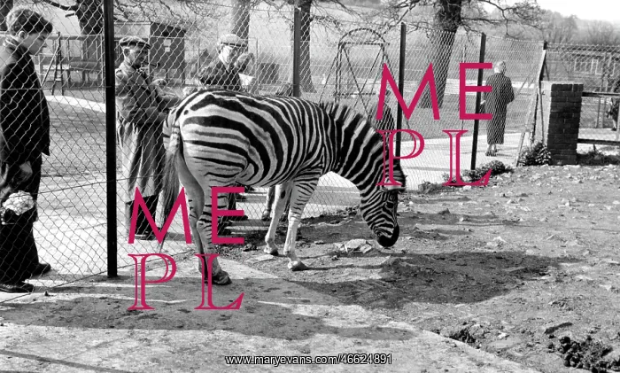  : Chessington, Zebra c1955