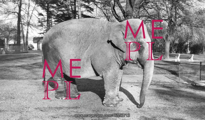  : Chessington, Zoo, the Elephant c1965