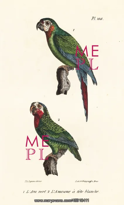 : Chestnut-fronted macaw and Cuban amazon : Chestnut-fronted macaw and Cuban amazon