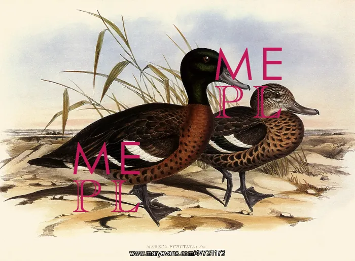 : Chestnut Teal, Anas castanea, Mareca punctata : Chestnut Teal, Anas castanea, Mareca punctata