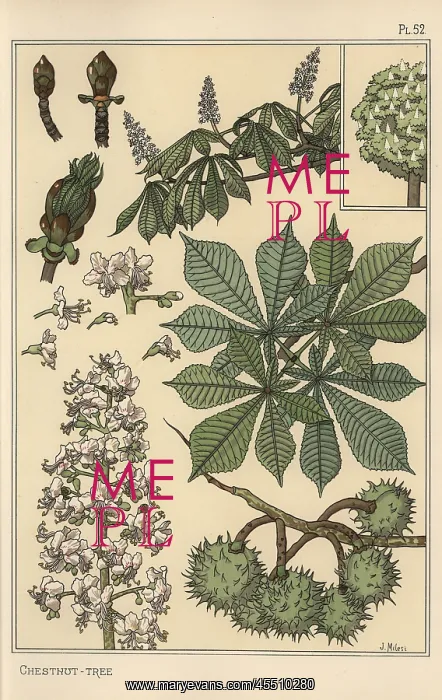 : Chestnut tree botanical study : Chestnut tree botanical study
